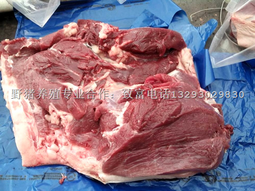 河南济源野猪养殖基地-郑州野猪肉专卖店-过节送礼佳品 