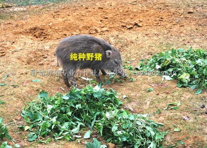 云南野猪养殖|湖北野猪养殖|河南野猪养殖基地 