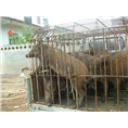 吉林野猪养殖 辽宁野猪肉 黑龙江野猪养殖基地 