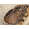 江西鹰潭野猪养殖场出售野猪肉及野猪苗 