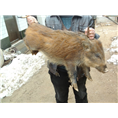 郑州野猪养殖场开封洛阳野猪养殖基地 