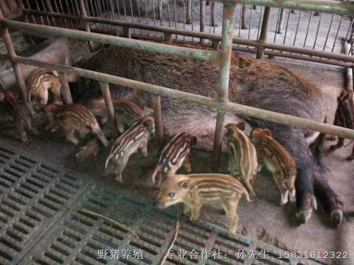 野猪肉 特种野猪肉 生态野猪肉 