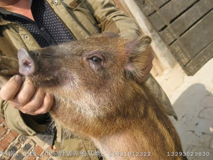 驻马店野猪养殖场商丘焦作野猪养殖基地 