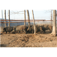 天津野猪肉 天津特种野猪 内蒙野猪养殖基地 
