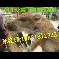 山西野猪养殖技术-山西野猪肉价格-生态野猪养殖基地 