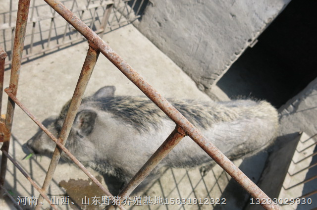 陕西野猪《陕西野猪养殖》陕西野猪价格 