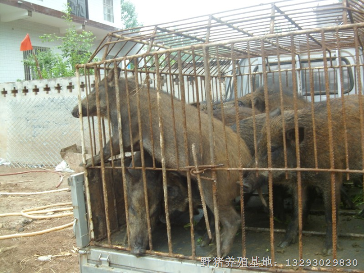吉林野猪养殖 辽宁野猪肉 黑龙江野猪养殖基地 