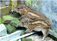 特种野猪养殖基地|河南、山西、山东批发野猪苗 