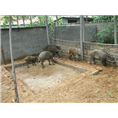 烟台野猪养殖场 莱阳莱州蓬莱大型野猪养殖基地 