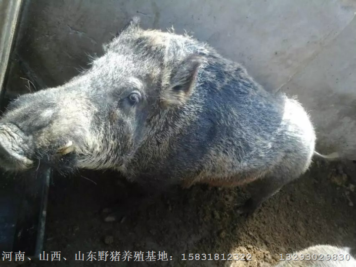 江苏野猪养殖场宁夏野猪肉新疆野猪苗 