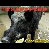 焦作纯种野猪养殖 河南中小型野猪养殖交易中心 