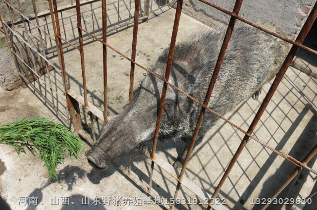 信阳野猪苗信阳特种野猪肉信阳野猪养殖基地 