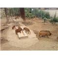 安阳野猪养殖基地 内黄野猪肉 野猪肉专卖店 