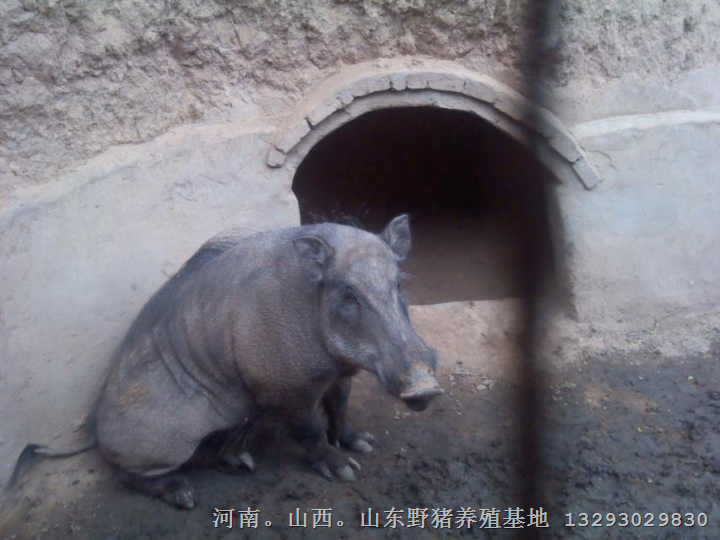 纯种小野猪价格 纯种野猪种猪繁育 长白山野猪养殖基地 