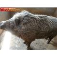 江西野猪 湖北野猪 湖南野猪 上海野猪 