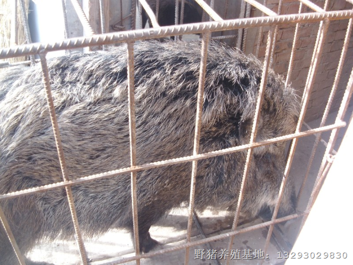 北京野猪养殖 北京野猪肉价格 天津野猪养殖基地 