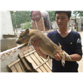 河南野猪苗|新乡野猪养殖|郑州野猪批发 