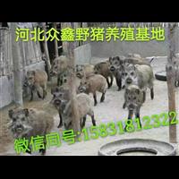 吉林野猪养殖技术-吉林野猪肉价格-生态野猪养殖基地 