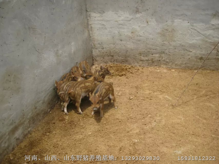 江西野猪养殖场抚州宜春吉安野猪肉价格 