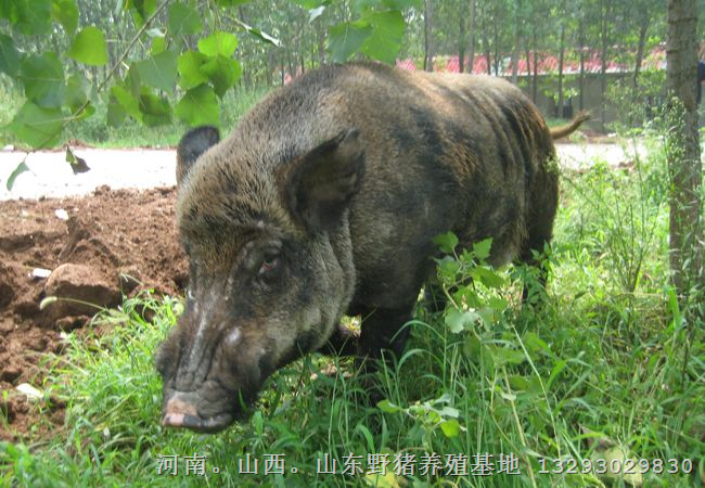 山东聊城地区哪里的野猪肉**？？？ 