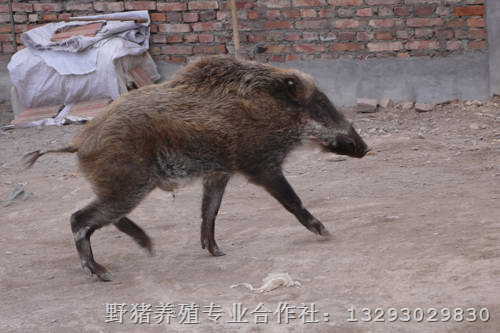 纯种野猪|河南纯种野猪养殖基地 