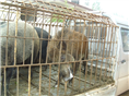 山东德州野猪养殖基地@特种野猪肉营养高 