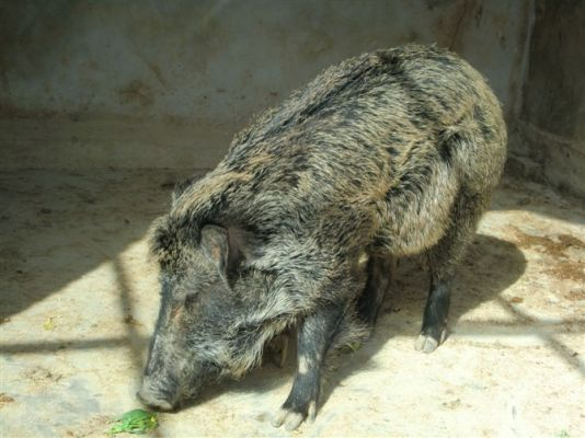 陕西野猪养殖！新疆野猪养殖！宁夏野猪养殖基地 