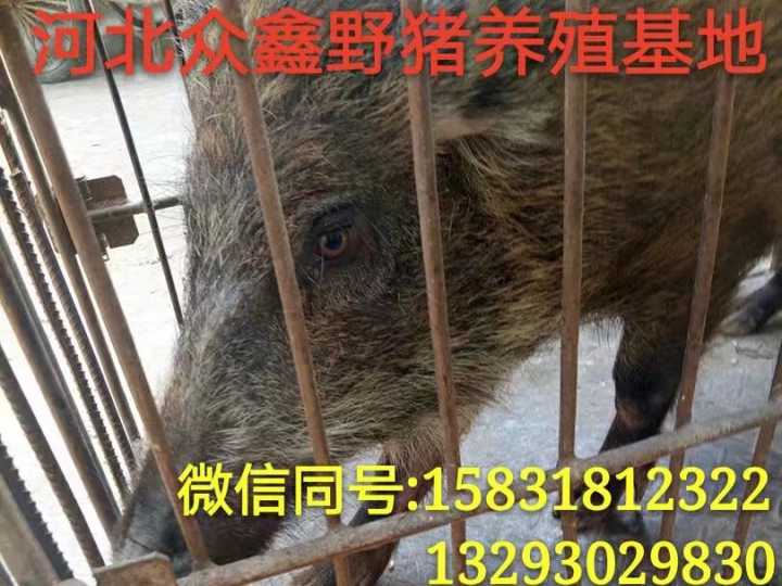 漯河野猪养殖 河南纯种野猪养殖基地 