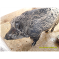 甘肃野猪养殖场免费提供野猪养殖技术供应大小野猪 