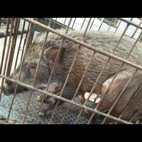 石家庄野猪 河北**的野猪养殖交易中心 