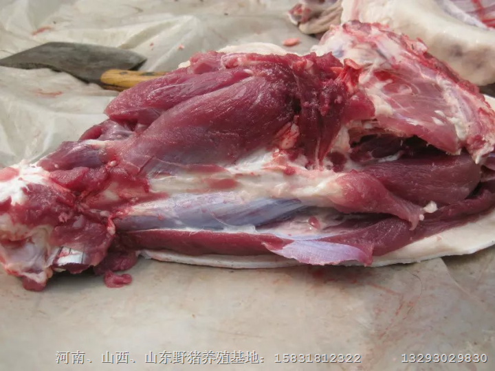 河北野猪|河北特种野猪|邯郸野猪肉销售 