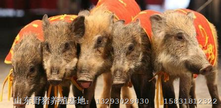 天津野猪养殖武清生态野猪养殖基地 