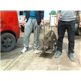 济南小野猪养殖场德州特种野猪肉价格 