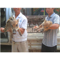 纯种野猪 山东长白山纯种野猪养殖基地 