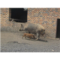 浙江野猪养殖场常年出售各种大小野猪及野猪肉 