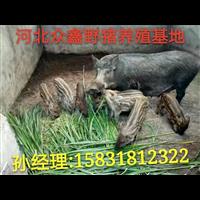 陕西野猪养殖技术-陕西野猪肉价格-生态野猪养殖基地 