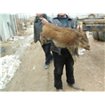 野猪肉价格 野猪肉批发 野猪苗价格 
