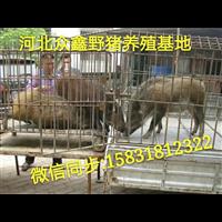 辽宁野猪养殖技术-辽宁野猪肉价格-生态野猪养殖基地 