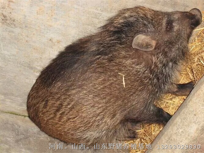 江西鹰潭野猪养殖场出售野猪肉及野猪苗 