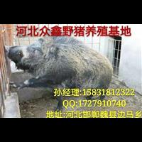 纯种野猪养殖技术-纯种野猪苗