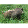 河南濮阳野猪养殖场提供**的野猪养殖技术 