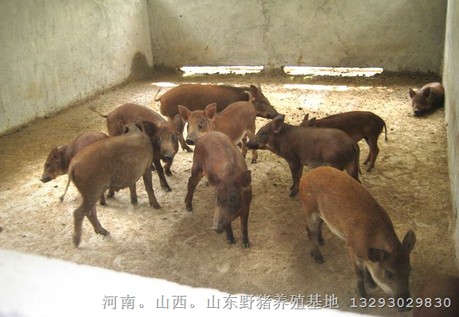 山西太原野猪肉价格 长治大型野猪养殖基地 