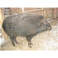 特种野猪肉价格-聊城济南野猪养殖基地 