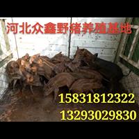 安徽野猪养殖技术-安徽野猪肉价格-生态野猪养殖基地 