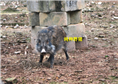 野猪肉价格|野猪苗价格|野猪种猪价格 