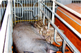 新疆野猪肉价格|甘肃野猪肉|青海野猪肉礼品盒 