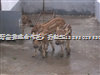 北京野猪|北京野猪崽儿|天津野猪养殖基地 