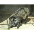 陕西野猪养殖！新疆野猪养殖！宁夏野猪养殖基地 