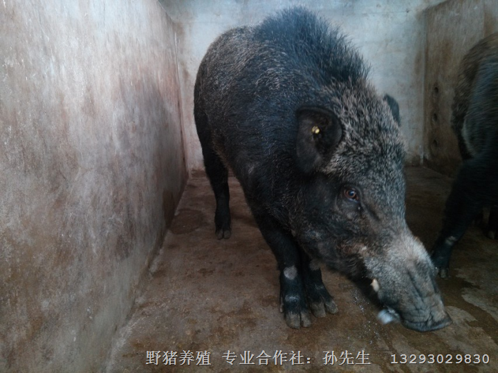 2014年**野猪肉价格查询 河北野猪养殖场 