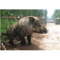 河南特种野猪-出售野猪肉及小野猪 